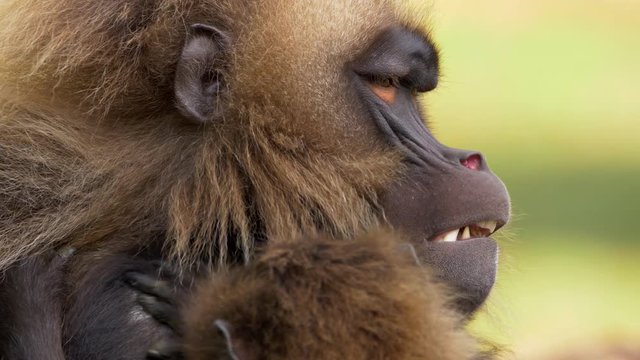 Gelada (Theropithecus gelada) grooming