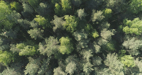 Aerial top view flight over mixed forest on a sunny summer day