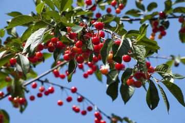 ветка красной шпанки, спелая красная ягода на дереве