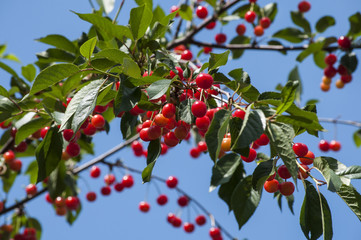 ветка красной шпанки, спелая красная ягода на дереве