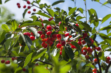 ветка красной шпанки, спелая красная ягода на дереве