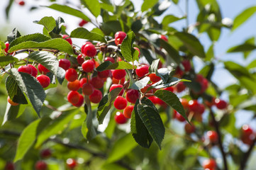 ветка красной шпанки, спелая красная ягода на дереве