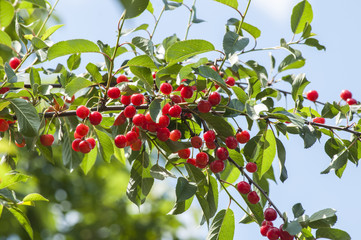 ветка красной шпанки, спелая красная ягода на дереве