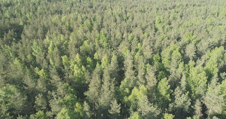 Aerial flight over mixed forest on a sunny summer day