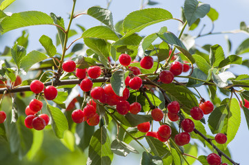 ветка красной шпанки, спелая красная ягода на дереве