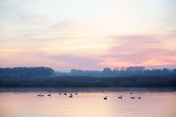 Naklejka premium Swans swim gracefully on the surface of the lake
