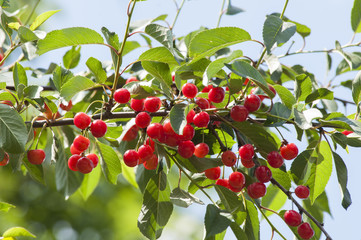 ветка красной шпанки, спелая красная ягода на дереве