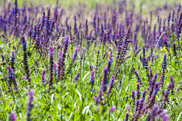 Naklejka premium фиолетовая трава цветок, среди зеленой травы