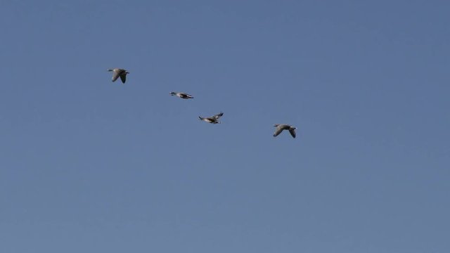 Wild geese are flying close in blue clear sky. Hunting season for waterfowl during their migration.