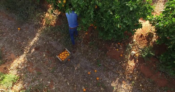 Naranjas