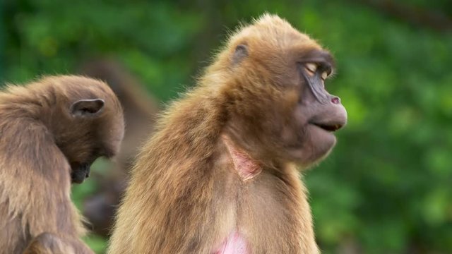 Gelada (Theropithecus gelada) mother with baby
