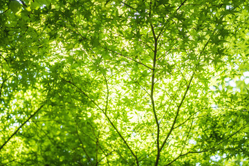 Fototapeta na wymiar Closeup fresh green leaves at sakura tree textured background with sunlight