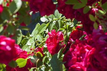 Розовые розы на зеленом кусте