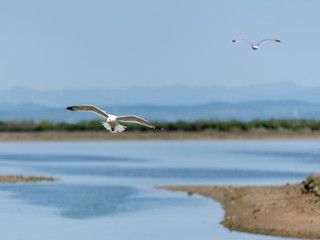 Seagull