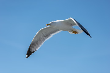 Seagull