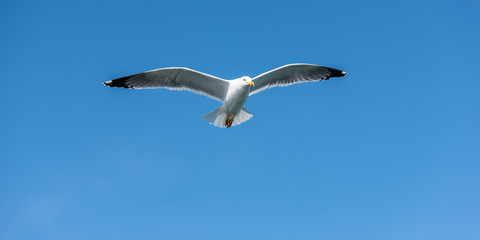 Obraz premium Seagull