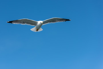 Seagull