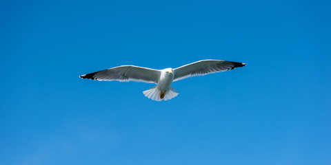 Seagull