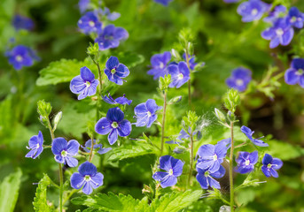 Flowering Veronica Chamaedrys on glade closeup © An-T