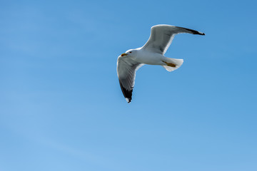 Seagull