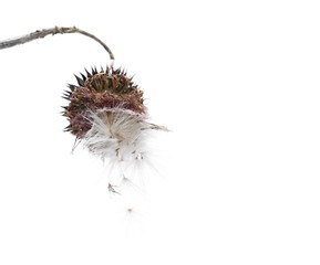 Burdock seeds isolated on white background with clipping path