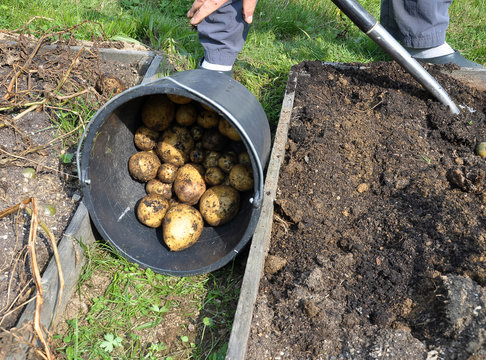 Kartoffelernte im Garten