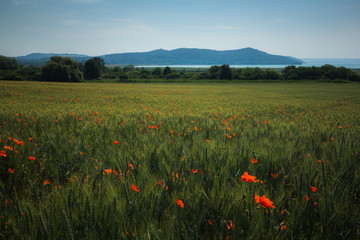 Poppies in the meadow