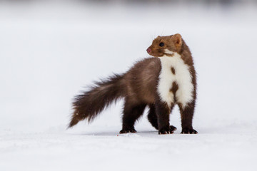 Pine marten rare species in natural habitat (Martes martes)