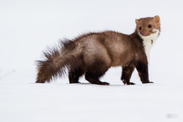 Pine marten rare species in natural habitat (Martes martes)