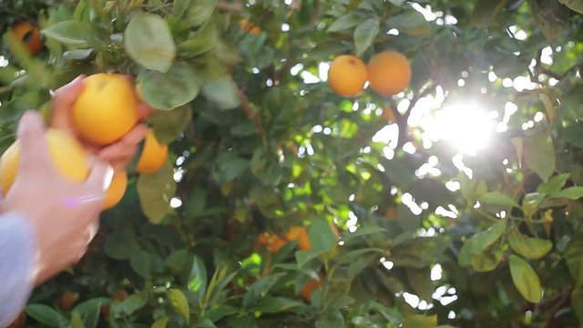 Naranjas