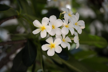 Fototapeta premium White and yellow plumeria flowers on the branch tree.