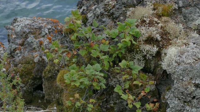 Wild black currant rising on rocks and stones in mountains near beautiful lake. Branches and leaves moving on wind.