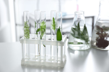 Test tubes with plants in holder on table