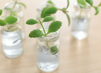 Glass bottles with plants on table