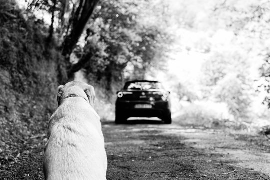 No al maltrato animal