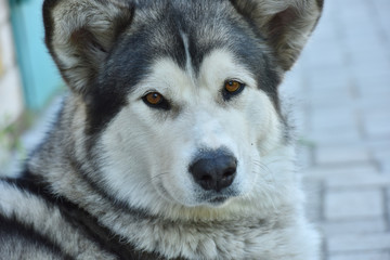 Portrait of the Alaskan Malamute. The dog is on a walk.