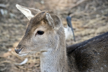 a young deer