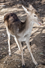 a young deer