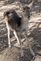 a young deer