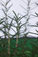 rosemary Leaves  isolated on nature background

