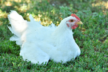 The chicken sits on the grass. Domestic bird.