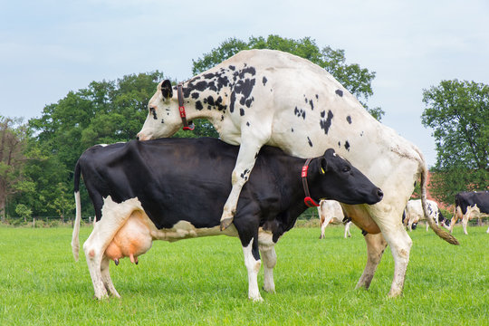 Cow jumps on top of another dairy cow