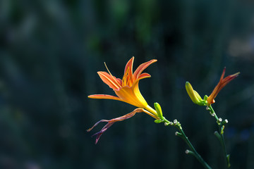 Fototapeta na wymiar lily flower isolated against a dark mottled background