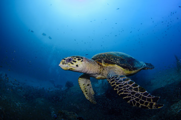 Obraz na płótnie Canvas Hawksbill sea turtle (eretmochelys imbricata)