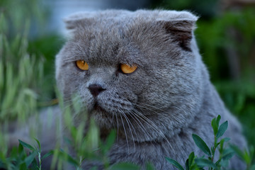 Naklejka na ściany i meble Fold Scottish cat lies on the grass. Portrait of a pet.