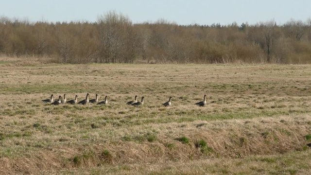 Hunting season for wild grey geese during their migration. Free birds flying in the sky.