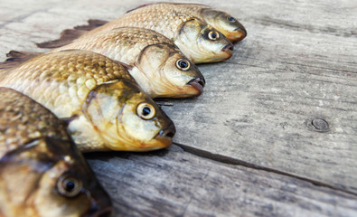 Fresh catch of crucian carp