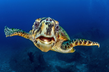 Hawksbill sea turtle (eretmochelys imbricata)
