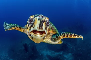 Türaufkleber Hawksbill sea turtle (eretmochelys imbricata) © mekanphotography