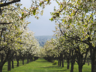 Fototapeta na wymiar Beautiful cherry trees in rows